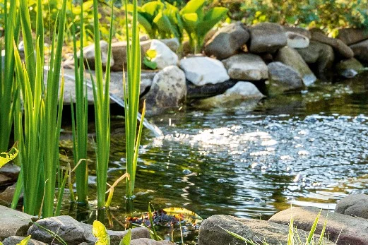 Gartenteich mit Wasserpflanzen und Steinen